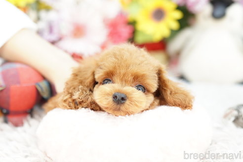 成約済の埼玉県のミックス犬-255817の3枚目