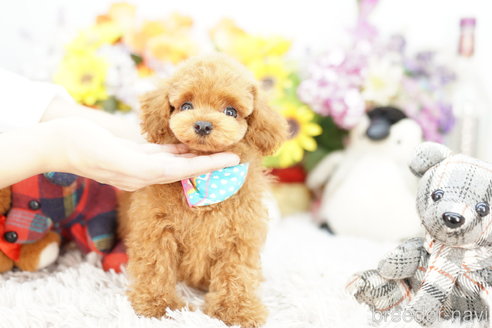 成約済の埼玉県のミックス犬-255817の2枚目