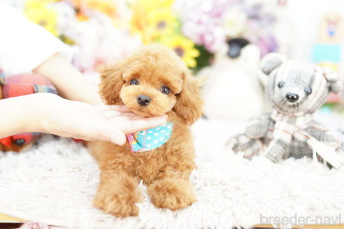 成約済の埼玉県のミックス犬-255817の1枚目