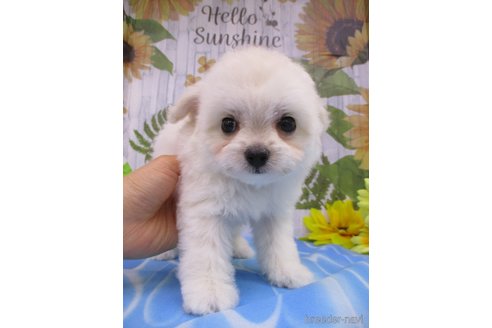 成約済の鳥取県のチワプー:チワワ×トイプードル-249328の3枚目