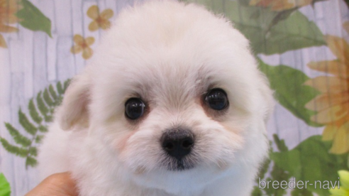 成約済の鳥取県のチワプー:チワワ×トイプードル-249328の1枚目