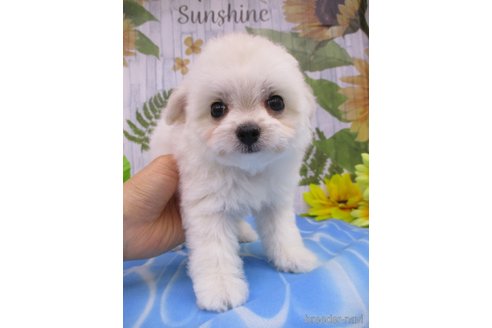 成約済の鳥取県のチワプー:チワワ×トイプードル-249328の2枚目