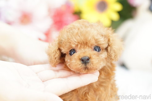 成約済の埼玉県のトイプードル-255818の3枚目