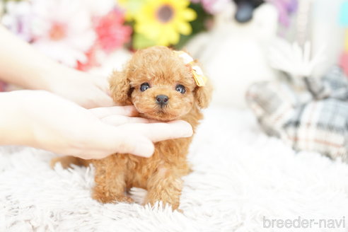 成約済の埼玉県のトイプードル-255818の2枚目