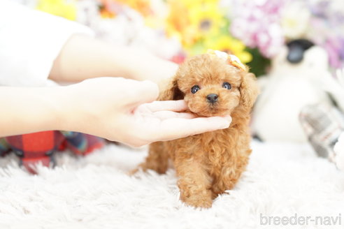 成約済の埼玉県のトイプードル-255818の1枚目