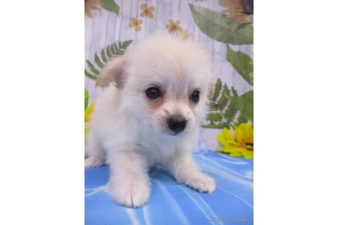 成約済の鳥取県のチワプー:チワワ×トイプードル-249325の2枚目