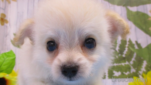 成約済の鳥取県のチワプー:チワワ×トイプードル-249325