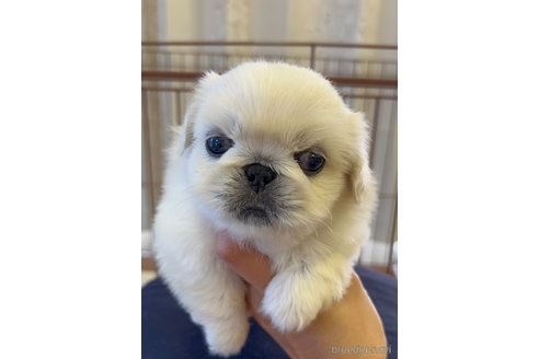 成約済の群馬県のペキニーズ-255843の2枚目