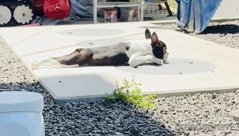 成約済の山梨県のボストンテリア-234614の4枚目