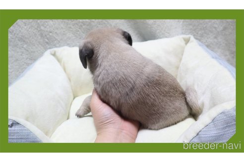 成約済の岡山県のパグ-250375の47枚目