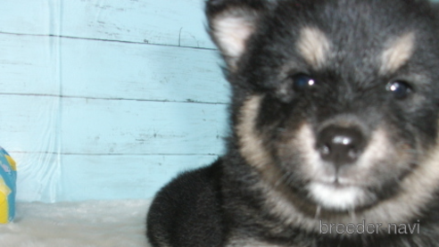 成約済の埼玉県の柴犬-254968の1枚目