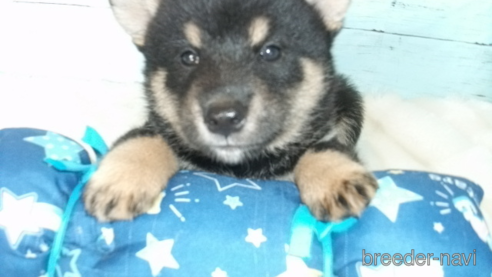 成約済の埼玉県の柴犬-254967の1枚目