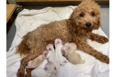 成約済の栃木県のマルプー:マルチーズ×トイプードル-255866の7枚目