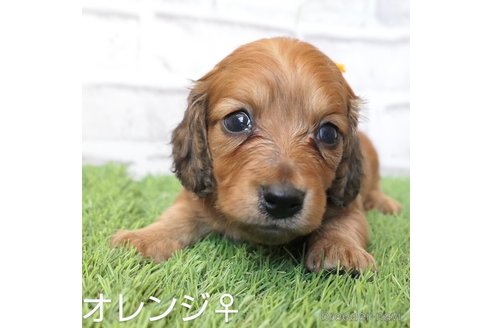 成約済の埼玉県のミニチュアダックスフンド(ロングヘアード)-255888の10枚目