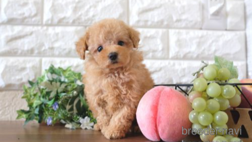 成約済の滋賀県のトイプードル-255910の1枚目