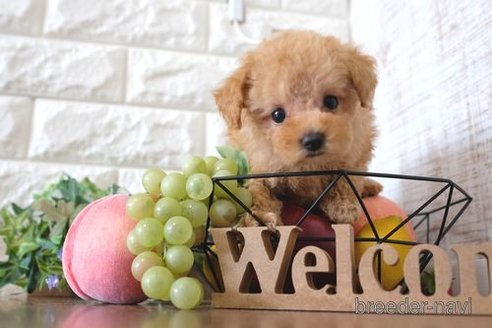 成約済の滋賀県のトイプードル-255910の6枚目