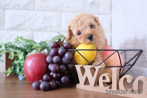 成約済の滋賀県のトイプードル-255910の3枚目