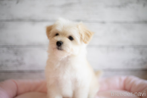 成約済の北海道のミックス犬-249006の4枚目