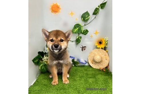 成約済の北海道の柴犬-253326の6枚目