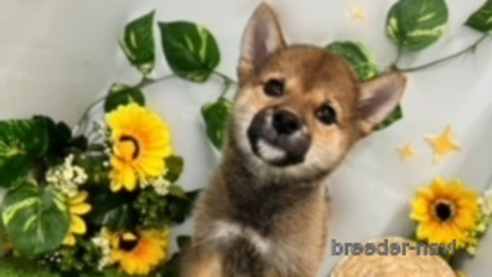成約済の北海道の柴犬-253326の5枚目