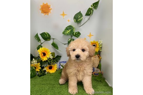 成約済の北海道のミックス犬-253327の4枚目