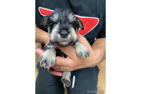 成約済の静岡県のミニチュアシュナウザー-255953の1枚目