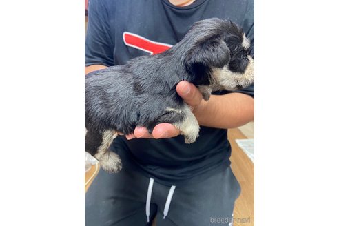 成約済の静岡県のミニチュアシュナウザー-255953の2枚目