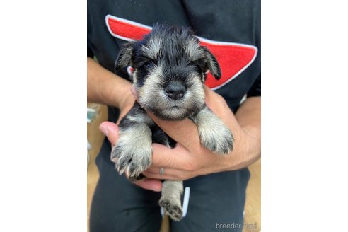 成約済の静岡県のミニチュアシュナウザー-255953の3枚目