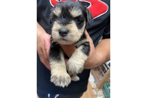 成約済の静岡県のミニチュアシュナウザー-255954の1枚目