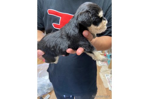 成約済の静岡県のミニチュアシュナウザー-255954の2枚目