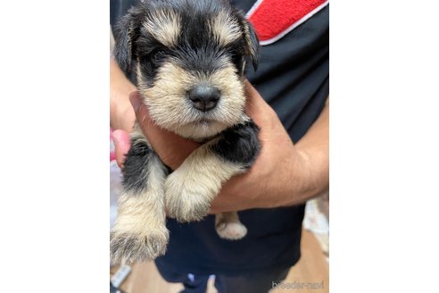 成約済の静岡県のミニチュアシュナウザー-255954の3枚目