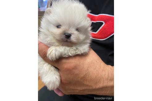 成約済の静岡県のポメラニアン-255958の1枚目