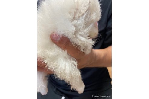 成約済の静岡県のポメラニアン-255958の3枚目