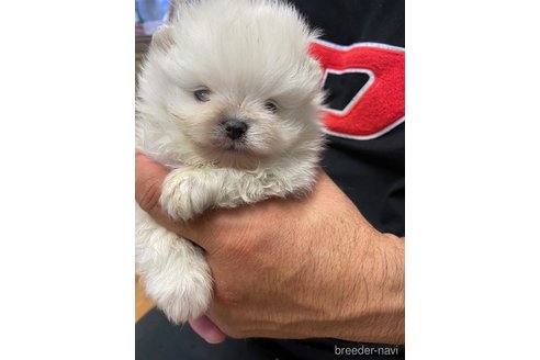 成約済の静岡県のポメラニアン-255958の2枚目