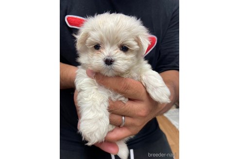 成約済の静岡県のマルチーズ-255964の1枚目