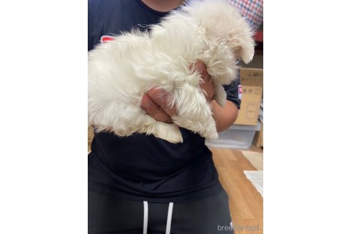 成約済の静岡県のマルチーズ-255964の2枚目