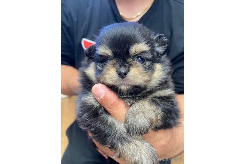 成約済の静岡県のポメチワ:ポメラニアン×チワワ-255965の1枚目