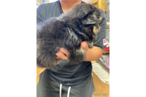 成約済の静岡県のポメチワ:ポメラニアン×チワワ-255965の3枚目