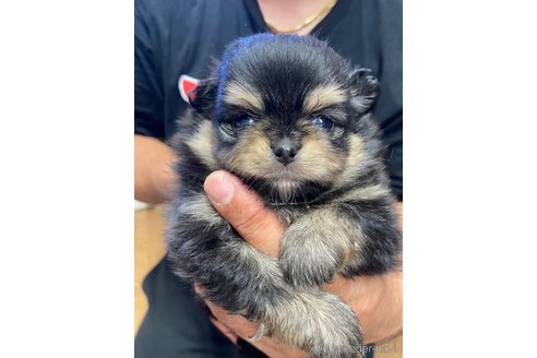 成約済の静岡県のポメチワ:ポメラニアン×チワワ-255965の2枚目