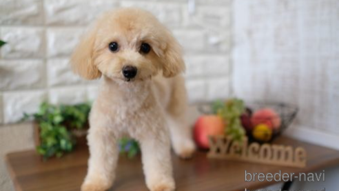 成約済の滋賀県のトイプードル-255908の1枚目