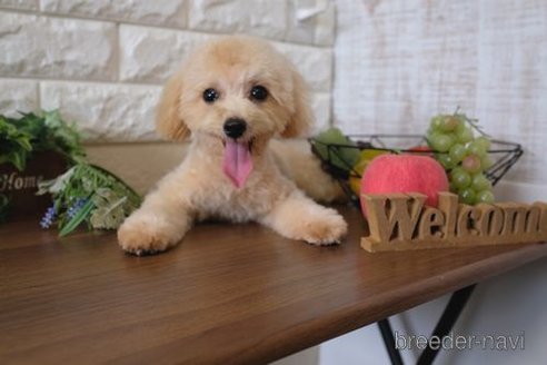 成約済の滋賀県のトイプードル-255908の4枚目