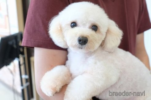 成約済の滋賀県のトイプードル-255908の2枚目