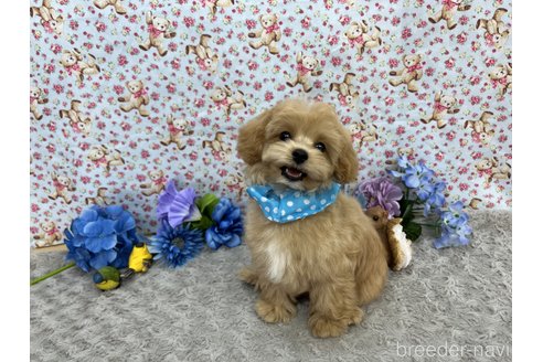 成約済の東京都のマルプー:マルチーズ×トイプードル-251806の8枚目