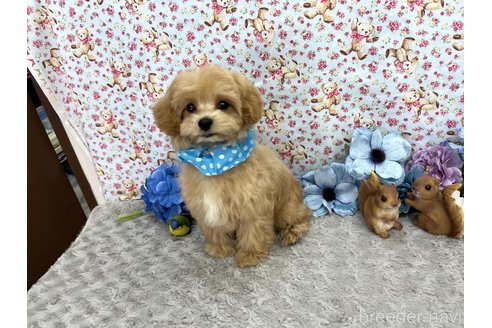 成約済の東京都のマルプー:マルチーズ×トイプードル-251806の3枚目