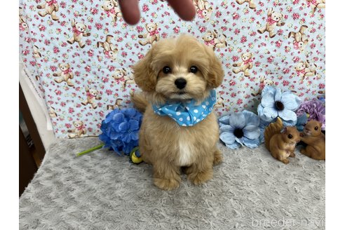 成約済の東京都のマルプー:マルチーズ×トイプードル-251806の2枚目