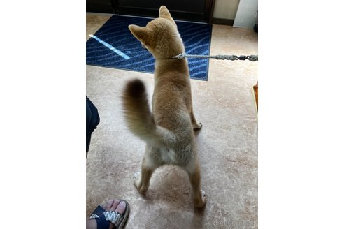 成約済の岡山県の柴犬-239385の2枚目