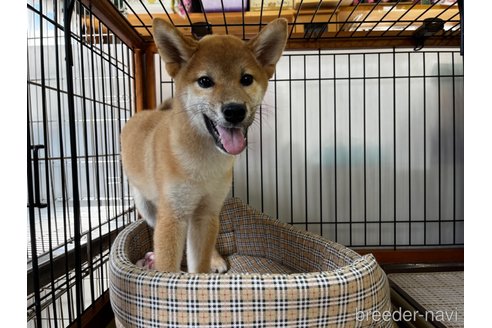 成約済の岡山県の柴犬-239385の3枚目