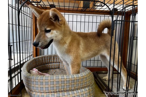 成約済の岡山県の柴犬-239385の4枚目