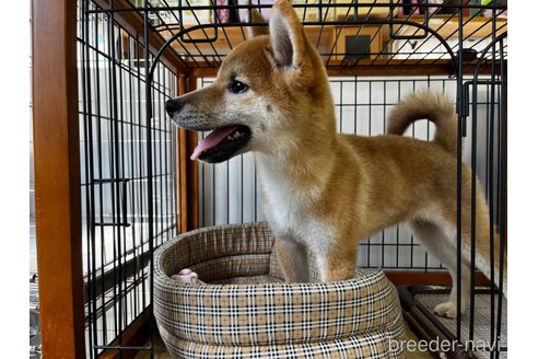 成約済の岡山県の柴犬-239385の5枚目