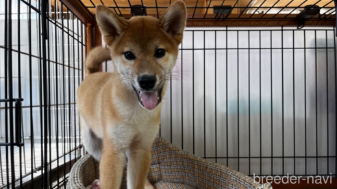 成約済の岡山県の柴犬-239385